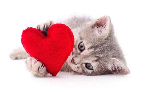 happy valentine s day cat images viralhub24