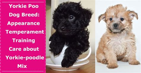 Yorkie Poo Dog Breed Appearance Temperament Training And Care About This