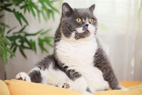 Is Your Cat Overweight Signs Symptoms And What To Do Diamond Bar