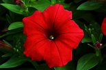Red Petunia | Flowers| Free Nature Pictures by ForestWander Nature ...