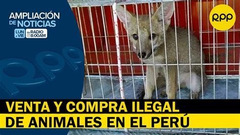 Perú ¿qué Dice La Ley Sobre La Venta Y Compra Ilegal De Animales