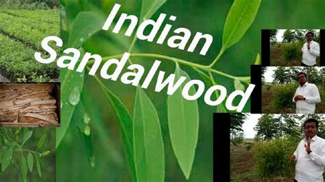srigandha sandalwood tree s cultivation information guide in kannada karnataka youtube