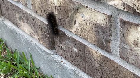 Fuzzy Black Caterpillar Near Houston Texas Youtube