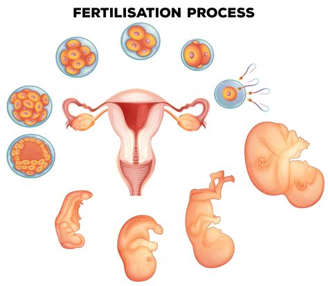 fertilisation process on human 296780 vector art at vecteezy