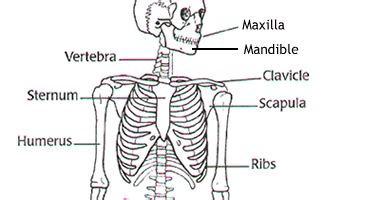 As they grow up, some of the bones fuse together to form a single bone. BRITTANY'S ANATOMY BLOG!!!: Basic skeletal worksheet