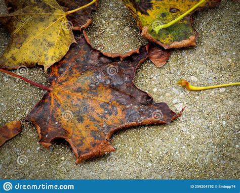 Autumn Leaves On The Sidewalk In October Stock Photo Image Of Leaves