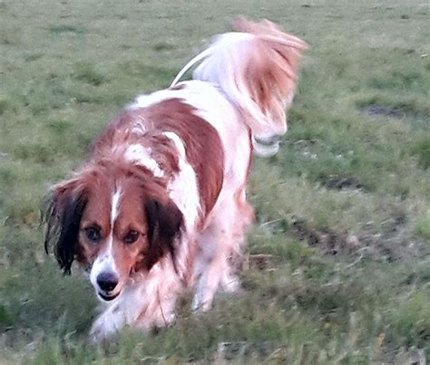 See nederlandse kooikerhondje pictures, explore breed traits and characteristics. Overplaatsingslijst « Vereniging Het Nederlandse ...