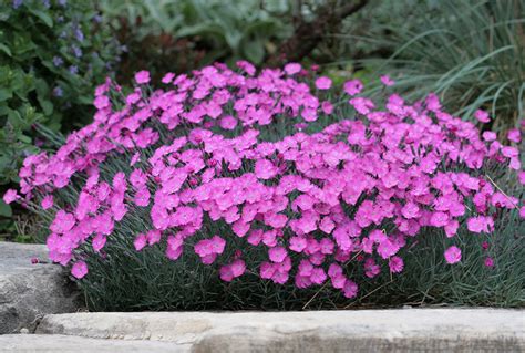 Dianthus Gratianopolitanus Firewitch Stonehouse Nursery