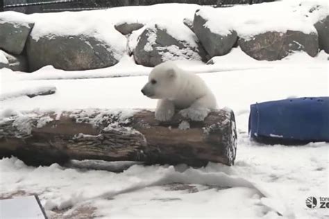 Toronto Polar Bear Cub Sees Snow For First Time Gephardt