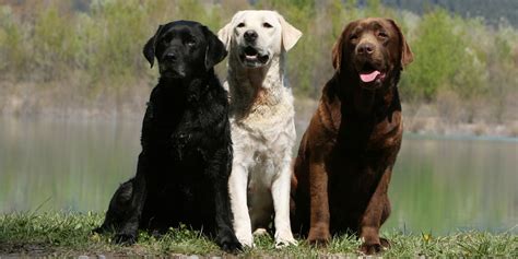 What Color Of Labrador Is The Smartest