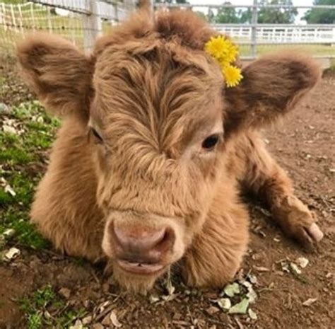 20 Adorable Highland Cattle Calves— Inspiremore Fluffy Cows Cute