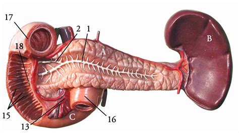 Model Duodenum Pancreas And Spleen Anterior View Diagram Quizlet