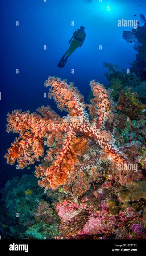 Female Scuba Diver Exploring Coral Reef Stock Photo Alamy
