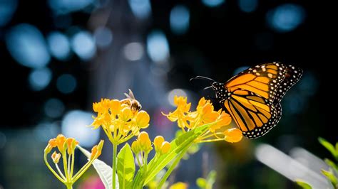 Butterfly And Bee Friendly Landscapes Arborcare And Consulting