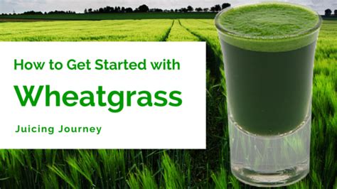 How To Get Started With Wheatgrass Juicing Journey Wheat Grass Juice