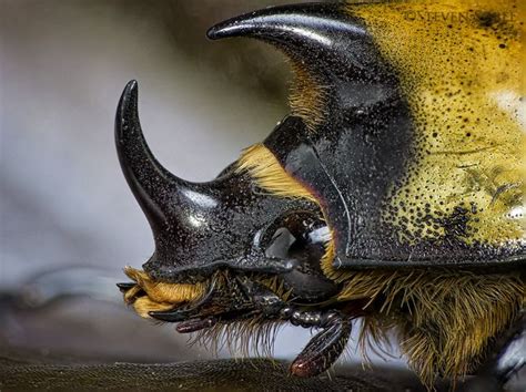 Hercules Beetle Head Macro Photography Insects Beetle Bugs And Insects