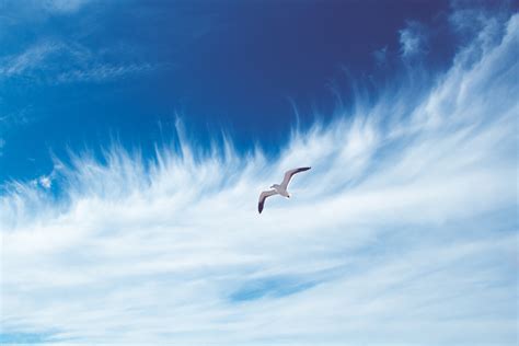 Free Images Sea Nature Bird Wing Cloud Sky Wave Wind Seabird