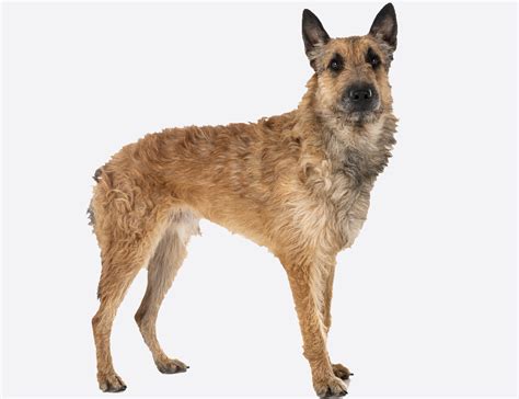 Belgian Laekenois Breed Guide - Care, Statistics, Shop - Dogs.co.uk
