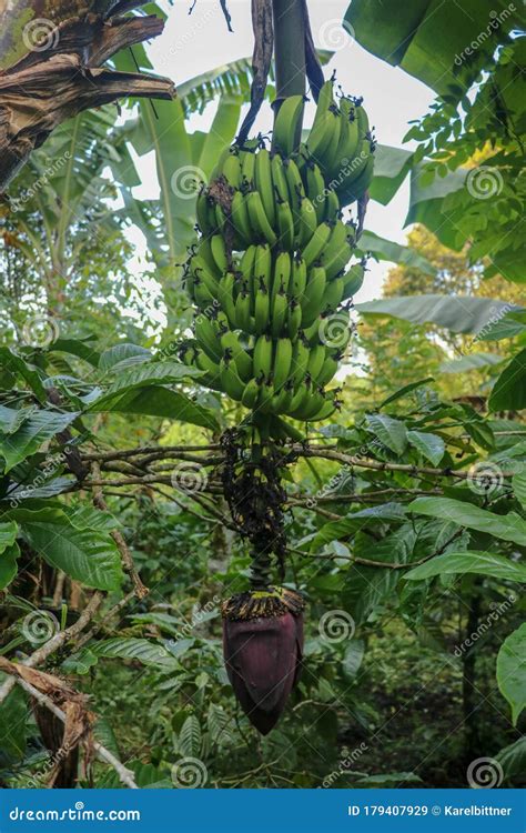 A Bunch Of Green Bananas Ripens On A Palm Tree In A Tropical Garden On