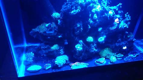 Reef Tank Sand Bed Removel Youtube
