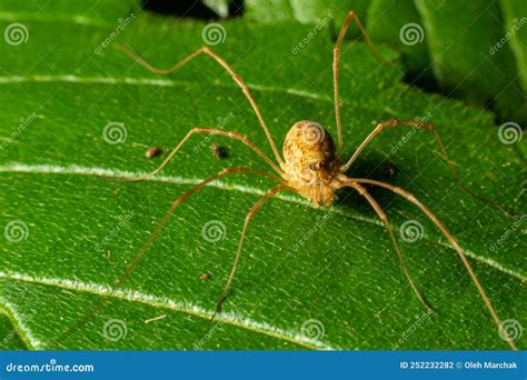 Spider Opiliones On A Leaf In Detail Summer Day In The Forest Stock