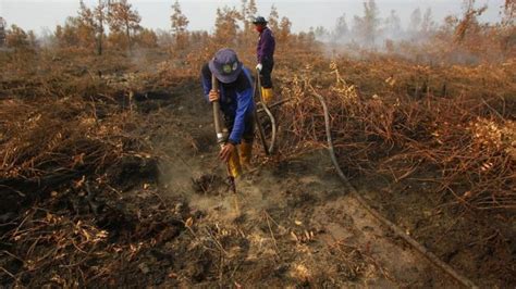 Kebakaran Hutan Kalimantan Tengah Warga Batuk Batuk Sesak Napas