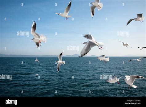 Seagulls Flying Over Sea Stock Photo Alamy