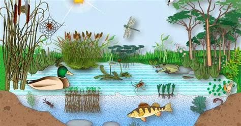 Mares, océanos, ríos, lagos, pantanos, arroyos y lagunas, entre otros. fauna y flora (extremadura-sao luis): ECOSISTEMA