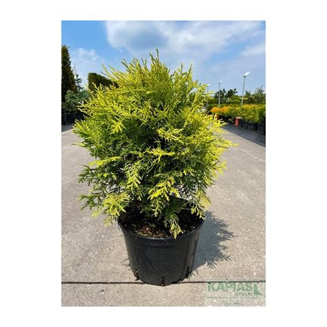 Thuja Occidentalis Globosa Aurea