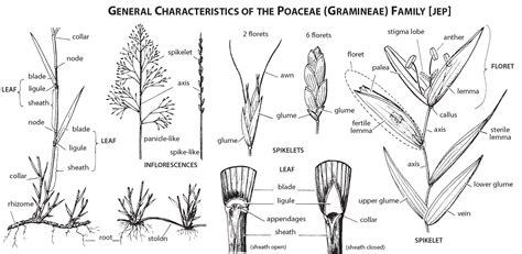 grasses a guide to identification using vegetative characters ubicaciondepersonas cdmx gob mx