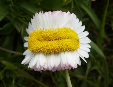 File:Mutant daisy.jpg