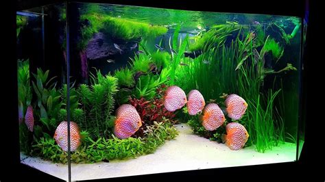 Planted Discus Tank By Paul Grand Long Video Version Enjoy Youtube