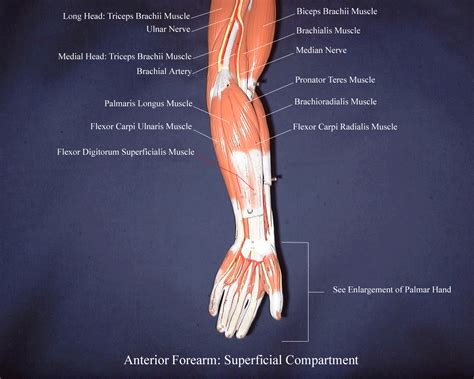Anterior Forearm Muscles Model