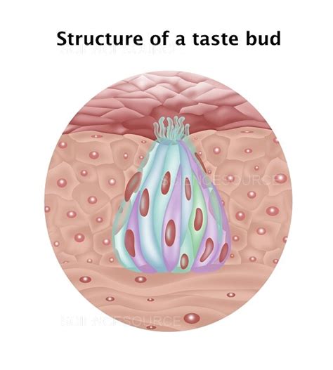 Structure Of Taste Bud Illustration Stock Image Science Source Images