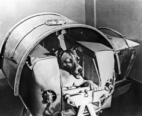 Laika The Dog The First Animal In Outer Space