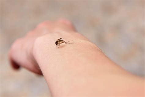 Scary Diseases You Can Get From A Mosquito Bite Reader S Digest