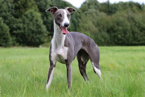This site is for those who love greyhounds. Do greyhounds make good pets? | Better Homes and Gardens