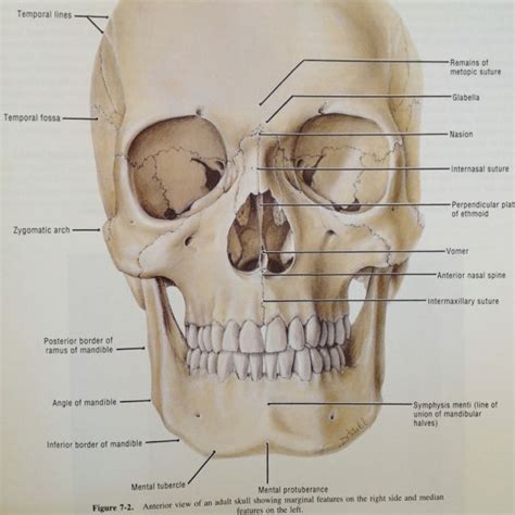 Facial Skeleton Facial Anatomy Sutures Anatomy