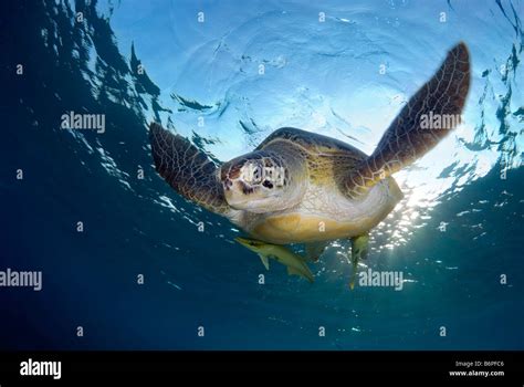 Green Sea Turtle Chelonia Mydas Swimming In Shallows After Breathing