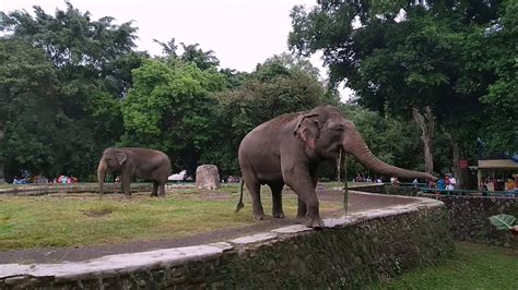 Ragunan Zoo Liburan Ke Kebun Binatang Ragunan Youtube
