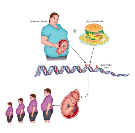 Obesity Pathogenesis Role Of Cns Encyclopedia Mdpi