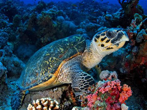 Hawksbill Sea Turtle Facts And Pictures Reptile Fact