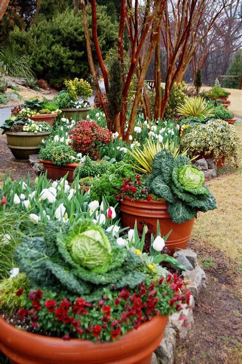 Home Vegetable Garden Ideas In Sri Lanka