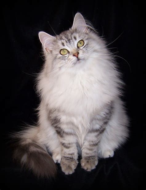 Siberian Cat Adoption Bay Area Donetta Willett