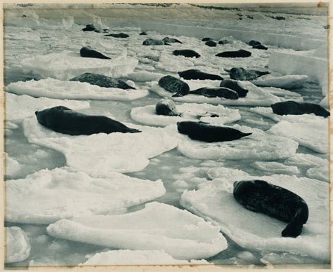 Antarctic Expeditions 33 Breathtaking Early 20th Century Images
