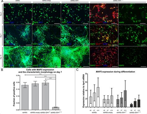 Impaired Neuronal Differentiation Of Ebinsc Expressing Idh1r132h A