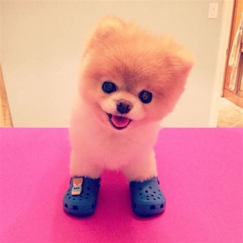 Boo The Super Cute Dog On Instagram Is Now Shilling For Crocs Fooyoh