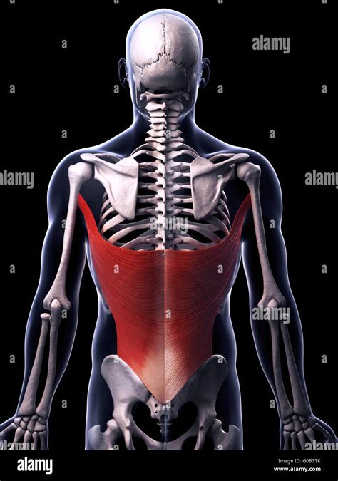 Free Art Print Of Latissimus Dorsi Muscles Anatomy Map 3d Anatomy