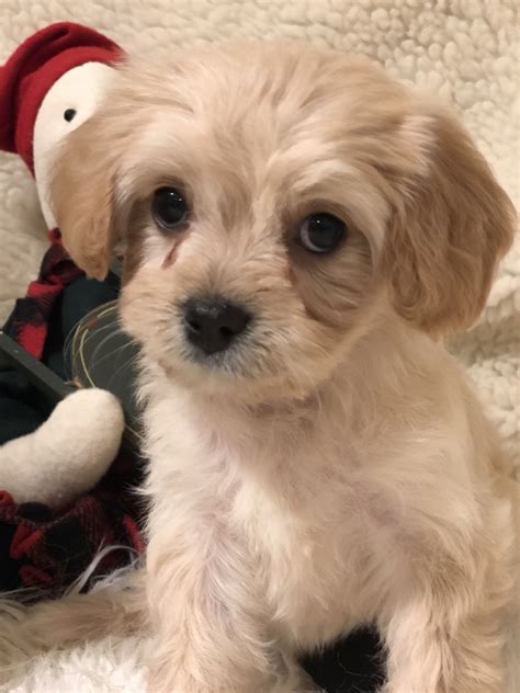 It is appreciated for its warmhearted temperament and its cute appearance. Available Cavapoo Puppies for Sale — Hill Peak Pups (With ...