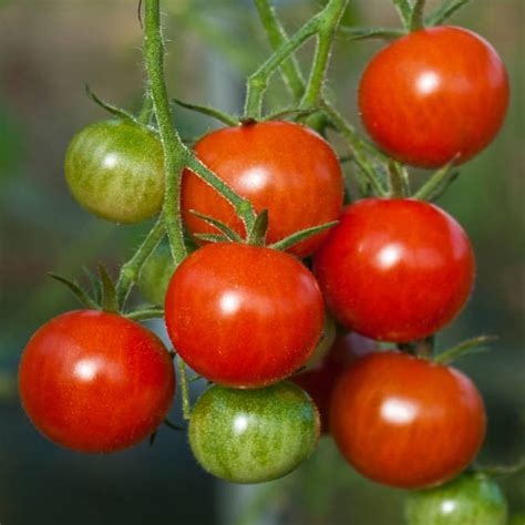 Gardeners Delight Grow Your Own Tomato Plants Free Uk Delivery